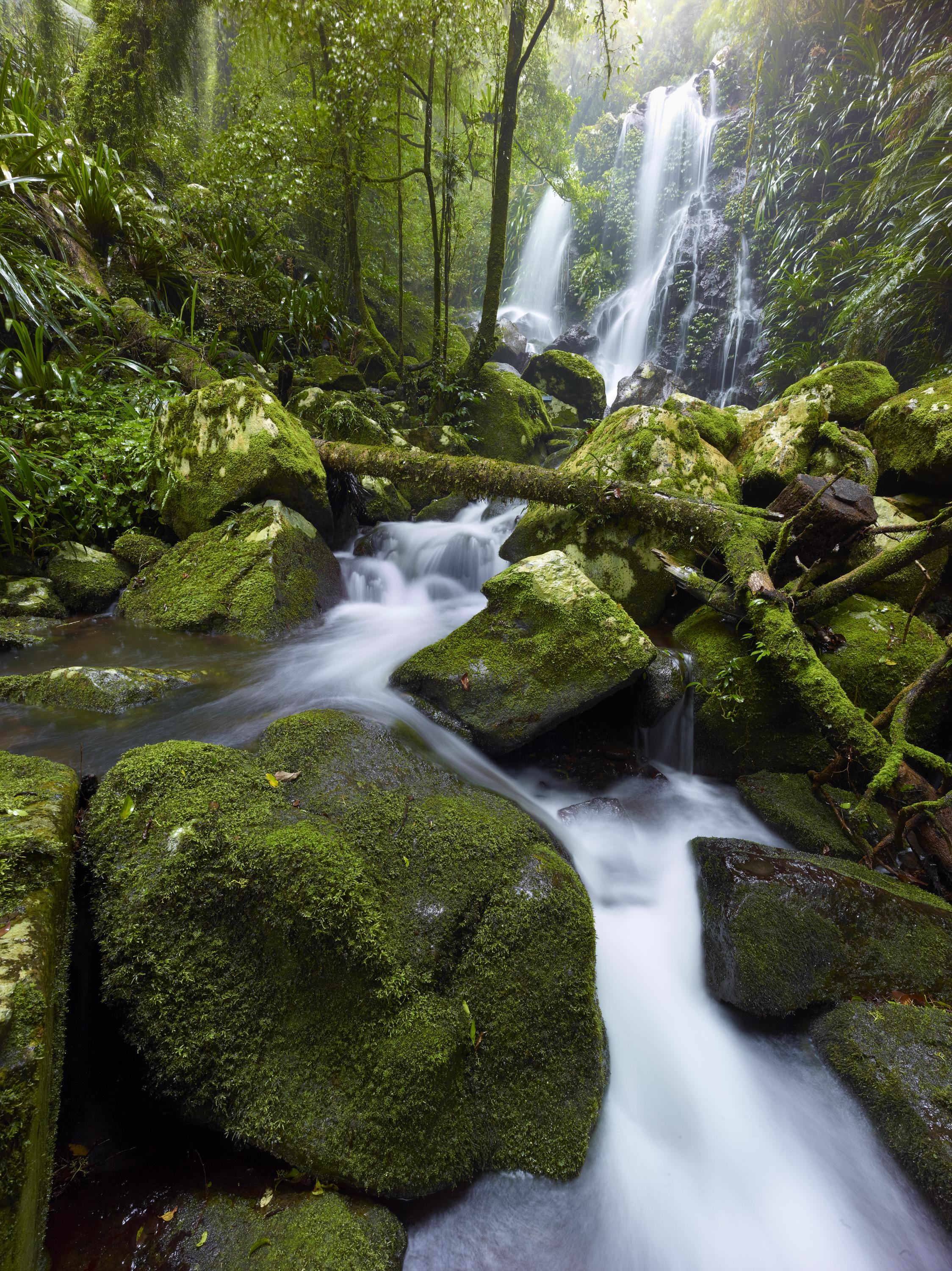 O'Reilly'S Rainforest Retreat Canungra Exterior foto